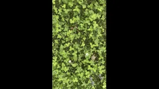 Test Your Luck By Trying To Spot The Four-Leaf Clover In Under 8 Seconds